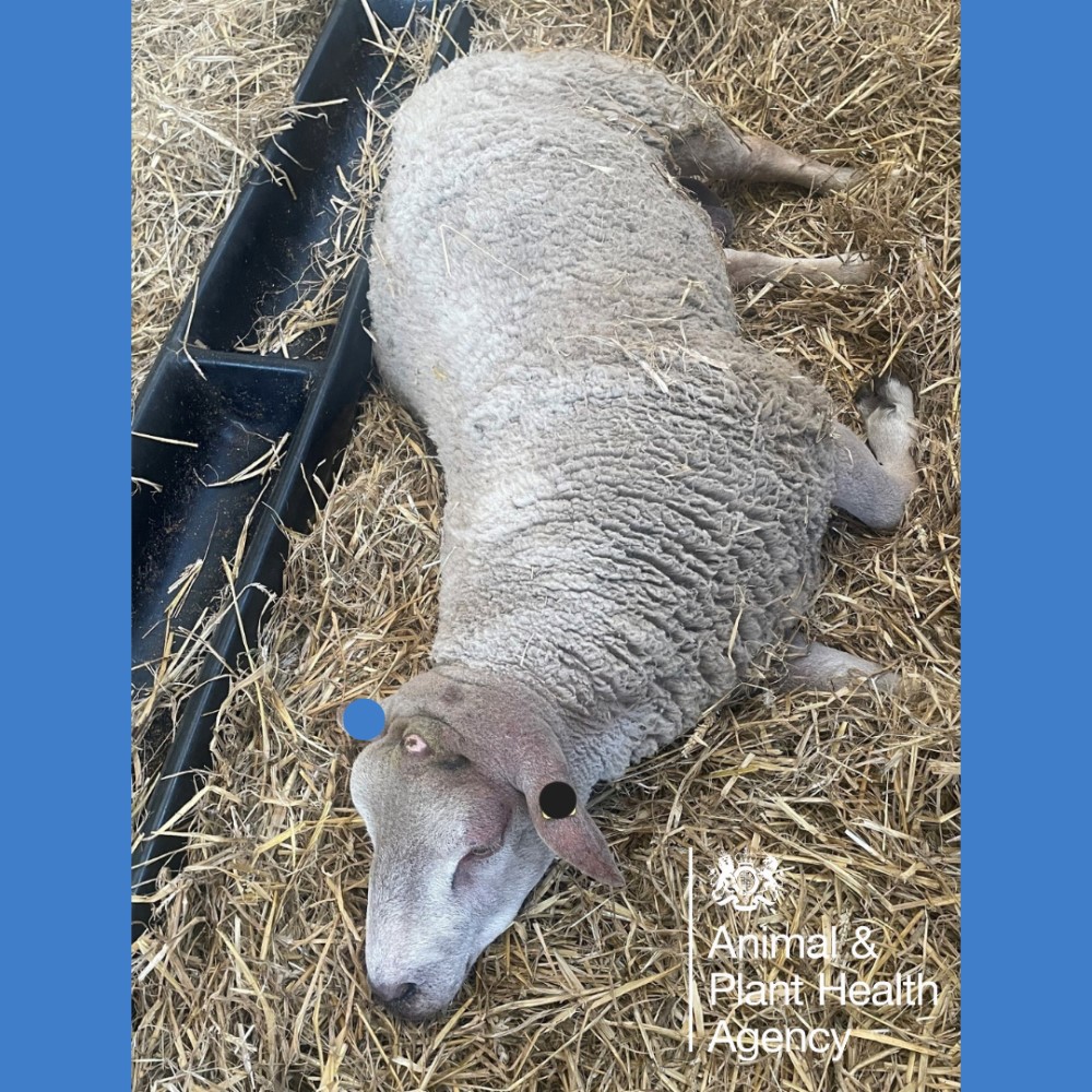 A sheep lying down on straw